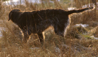 Ronja stånd i gräset 2009